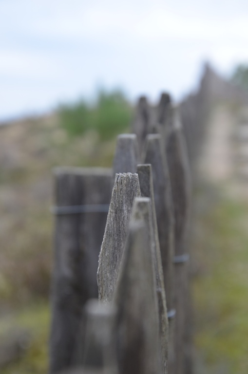 2016-12-10 Bordeaux/Cap Ferret/DSC_0249.JPG